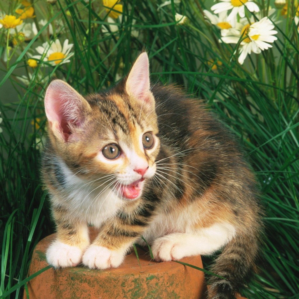 Funny Kitten In Grass wallpaper 1024x1024