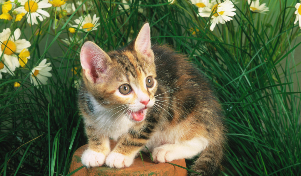 Обои Funny Kitten In Grass 1024x600