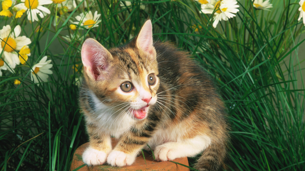 Fondo de pantalla Funny Kitten In Grass 1280x720
