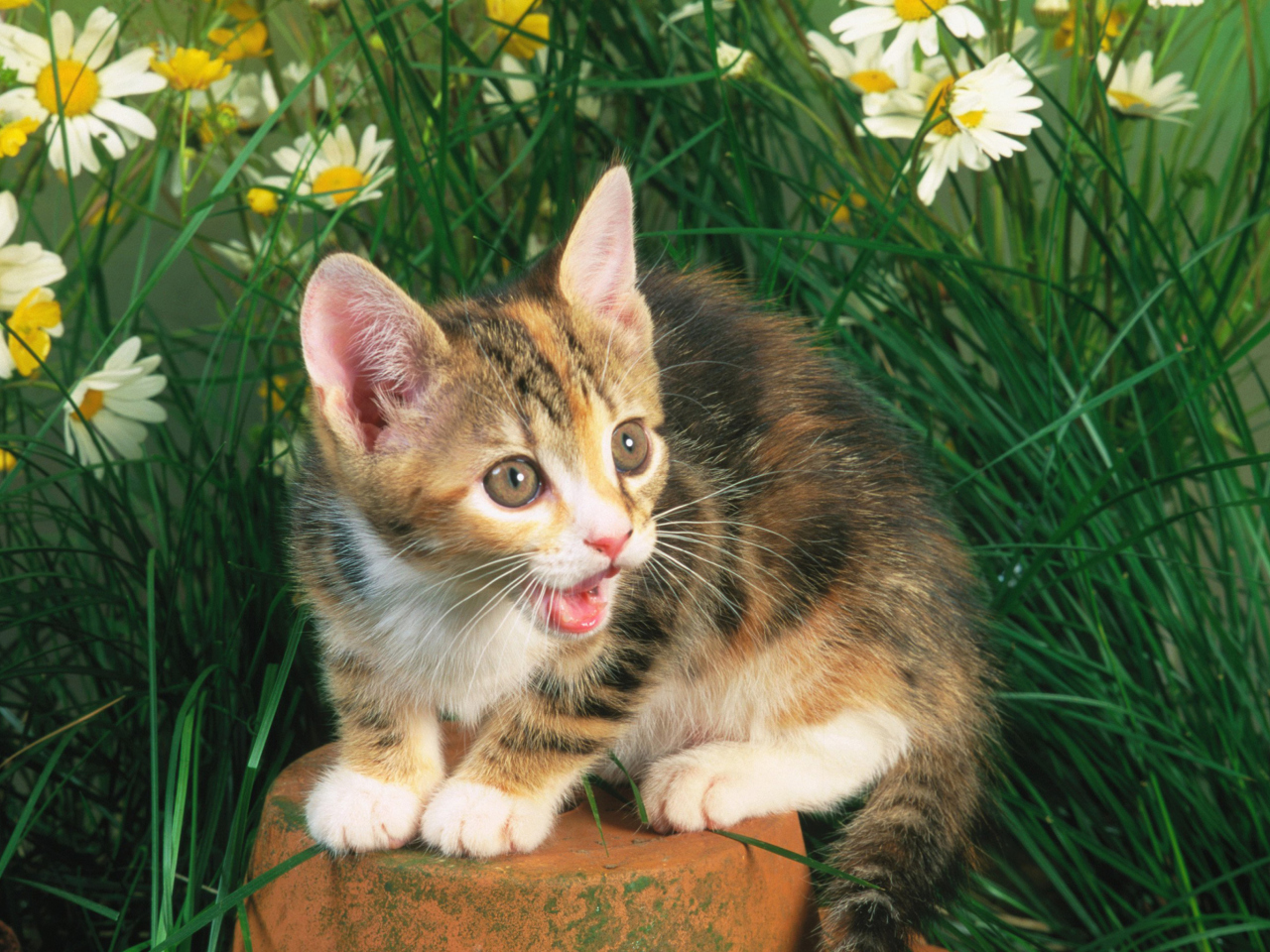 Das Funny Kitten In Grass Wallpaper 1280x960