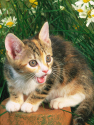 Das Funny Kitten In Grass Wallpaper 132x176