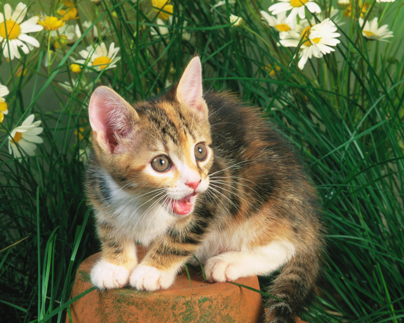 Обои Funny Kitten In Grass 1600x1280