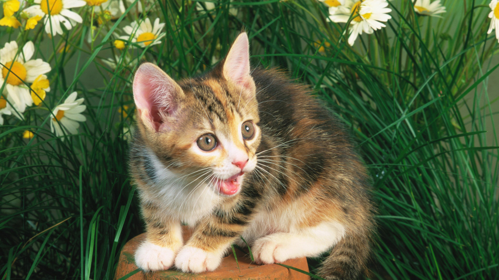 Funny Kitten In Grass wallpaper 1600x900
