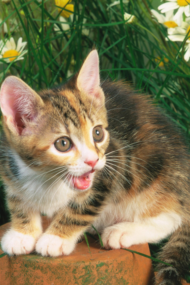 Sfondi Funny Kitten In Grass 640x960