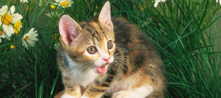 Sfondi Funny Kitten In Grass 720x320