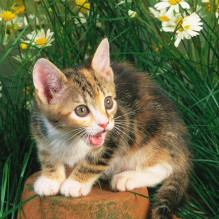 Funny Kitten In Grass - Obrázkek zdarma pro 208x208