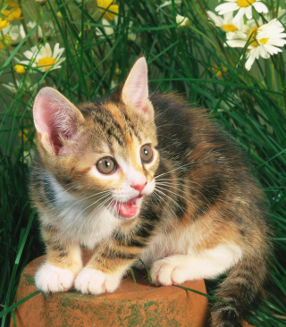 Funny Kitten In Grass - Fondos de pantalla gratis para Nokia C5-06