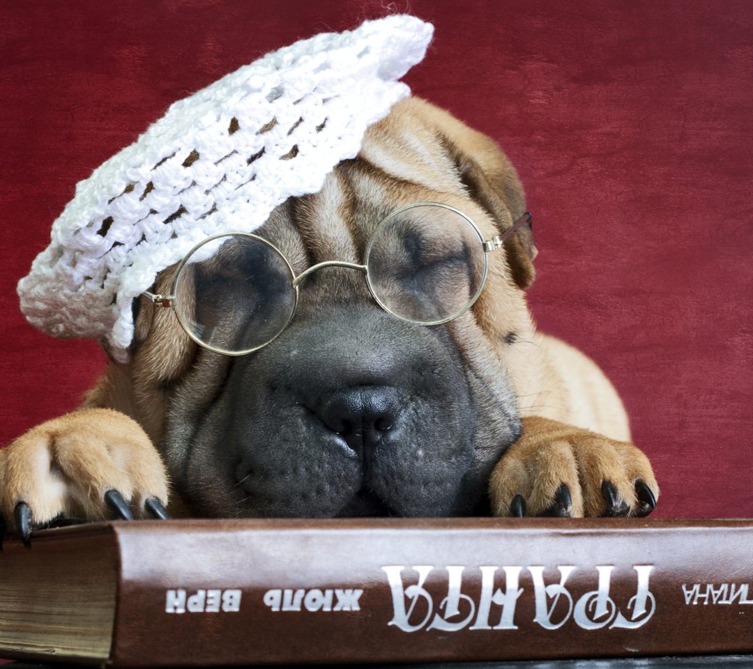 Funny Sleepy Shar Pei wallpaper 1080x960