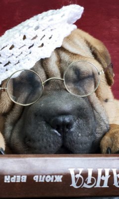 Screenshot №1 pro téma Funny Sleepy Shar Pei 240x400