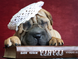 Fondo de pantalla Funny Sleepy Shar Pei 320x240