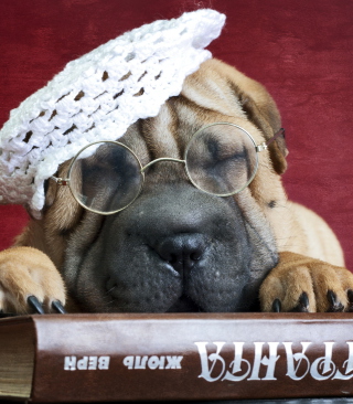 Kostenloses Funny Sleepy Shar Pei Wallpaper für 240x320