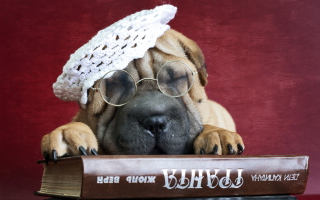 Funny Sleepy Shar Pei Background for Android, iPhone and iPad