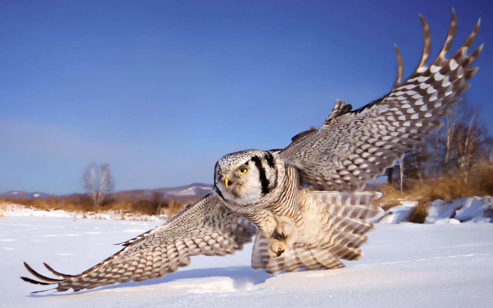 Sfondi White Owl 1680x1050