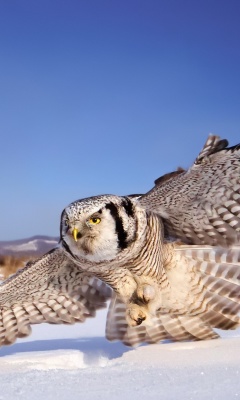 Fondo de pantalla White Owl 240x400