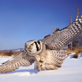 White Owl - Obrázkek zdarma pro iPad