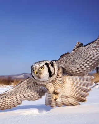 White Owl sfondi gratuiti per iPhone 6 Plus