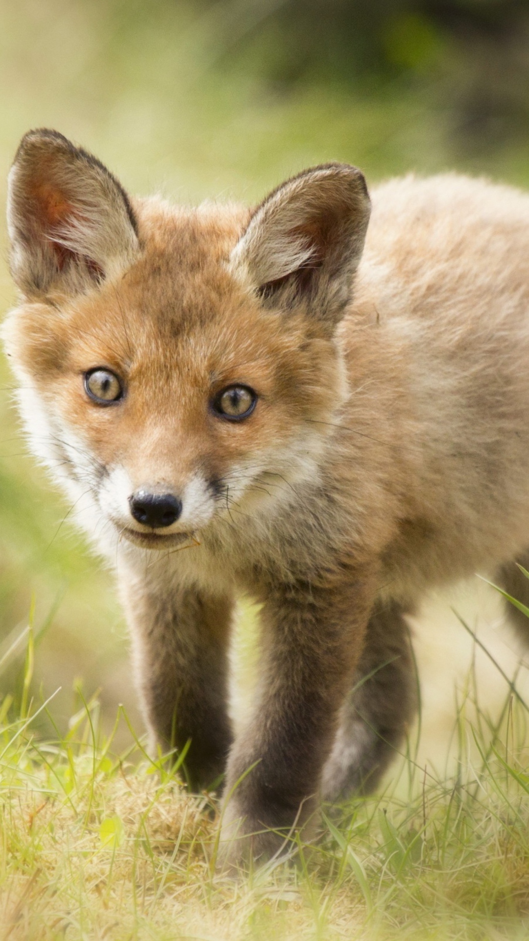 Sfondi Cute Fox Cub 1080x1920