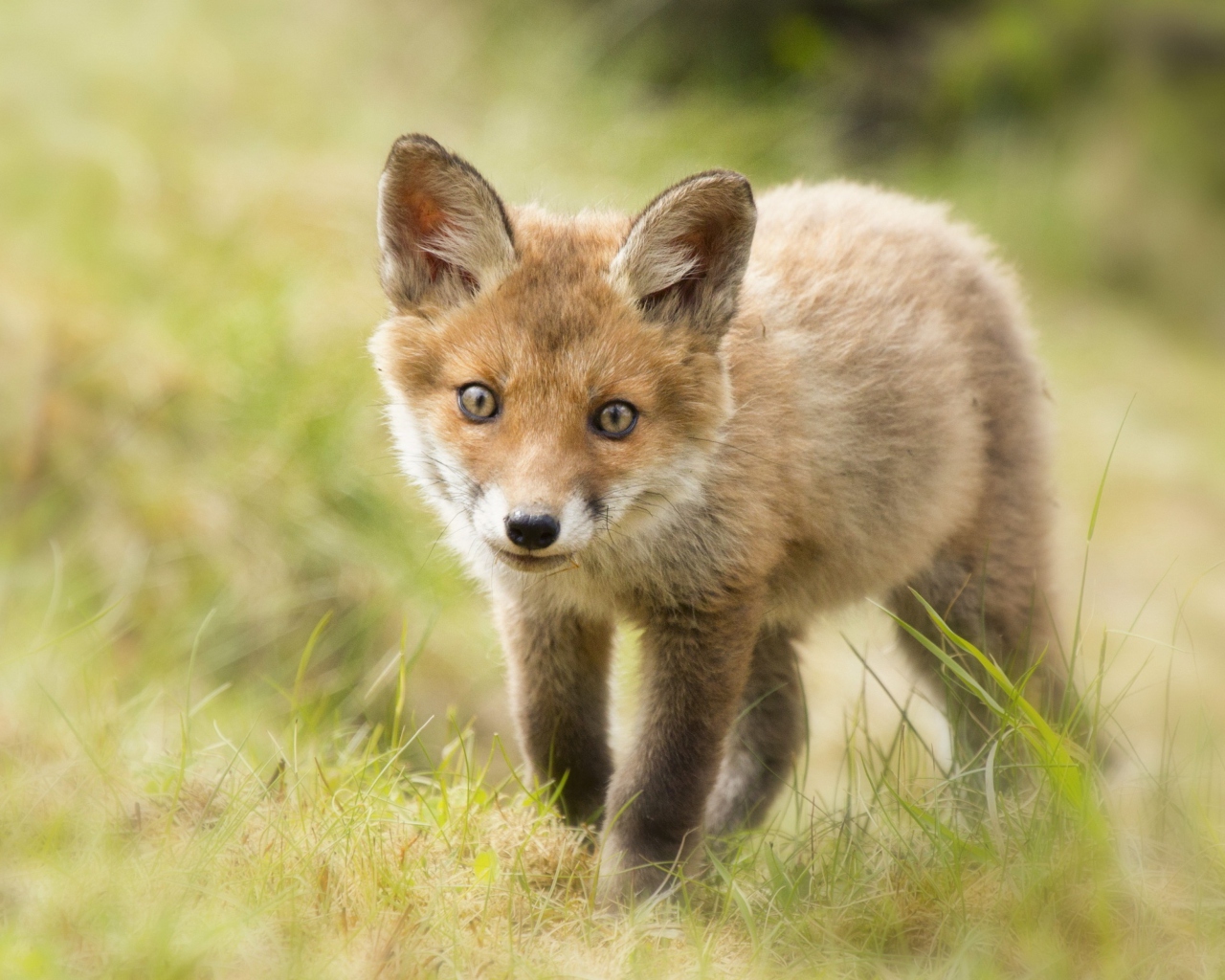 Cute Fox Cub screenshot #1 1280x1024