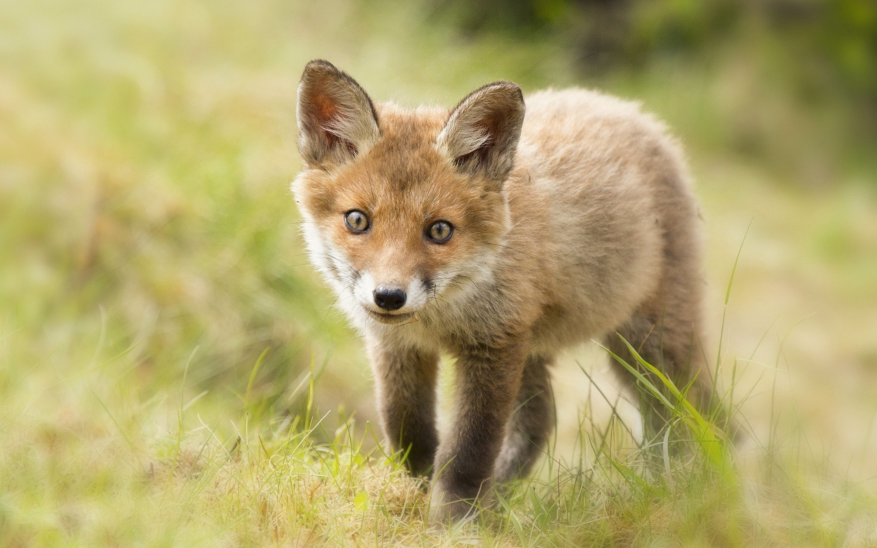 Sfondi Cute Fox Cub 1280x800