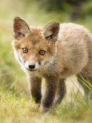 Fondo de pantalla Cute Fox Cub 132x176
