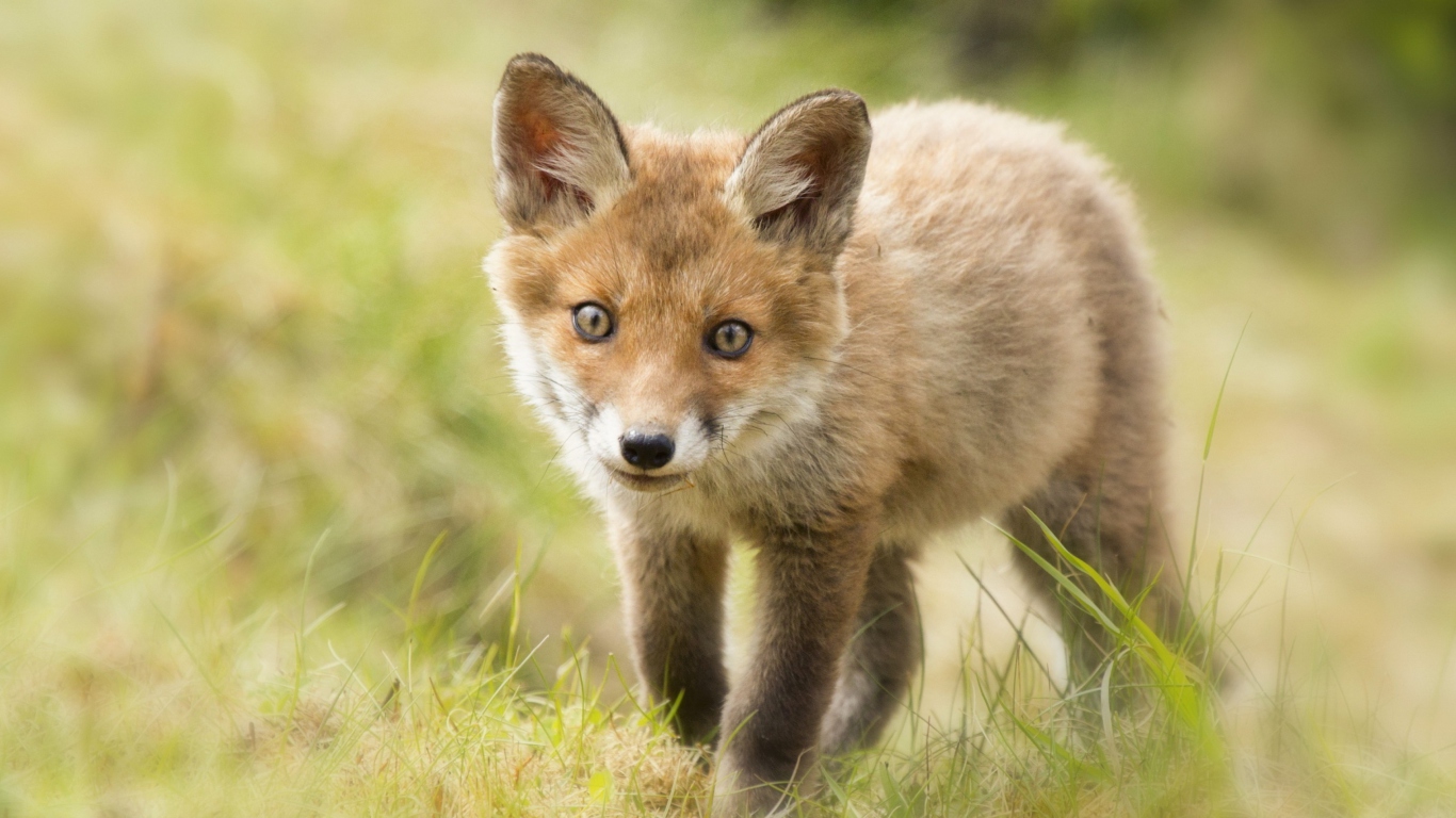 Sfondi Cute Fox Cub 1366x768