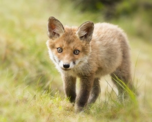 Das Cute Fox Cub Wallpaper 220x176