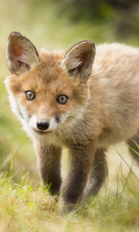 Das Cute Fox Cub Wallpaper 480x800