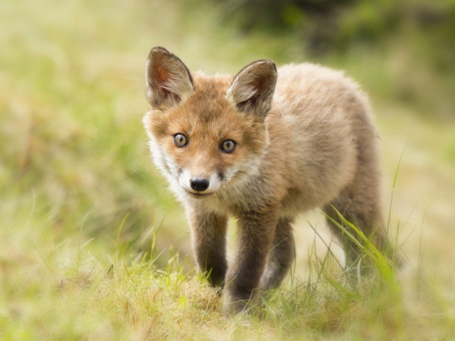 Das Cute Fox Cub Wallpaper 640x480