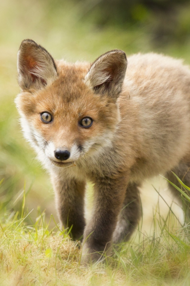 Cute Fox Cub screenshot #1 640x960