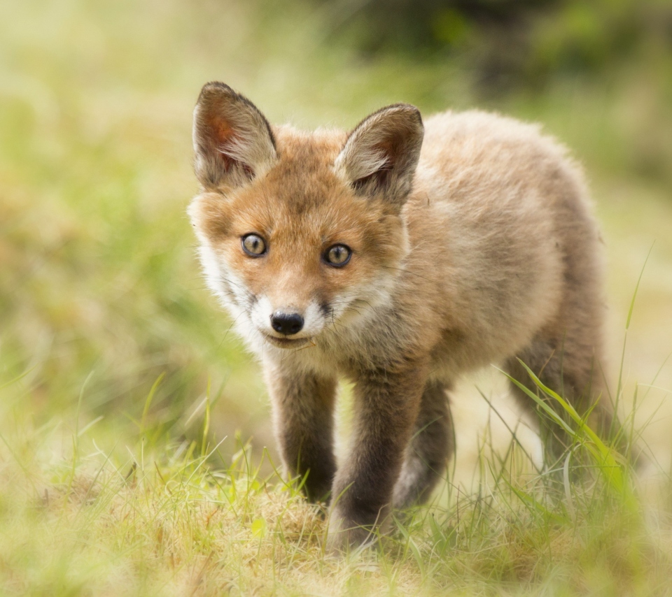 Sfondi Cute Fox Cub 960x854