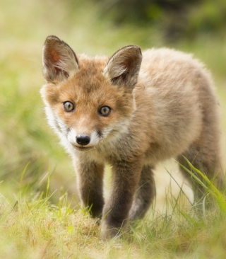 Cute Fox Cub - Obrázkek zdarma pro Nokia C2-01