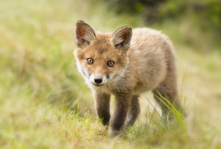 Sfondi Cute Fox Cub