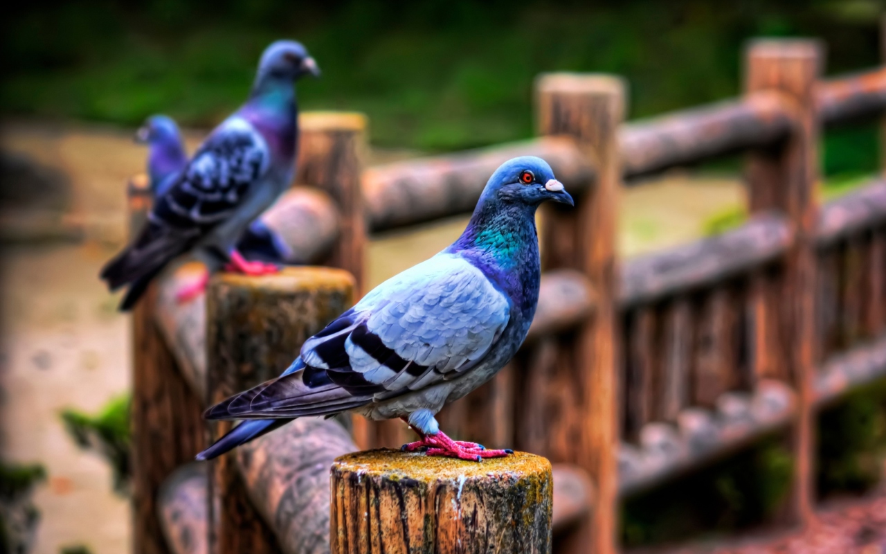 Pigeon wallpaper 1280x800