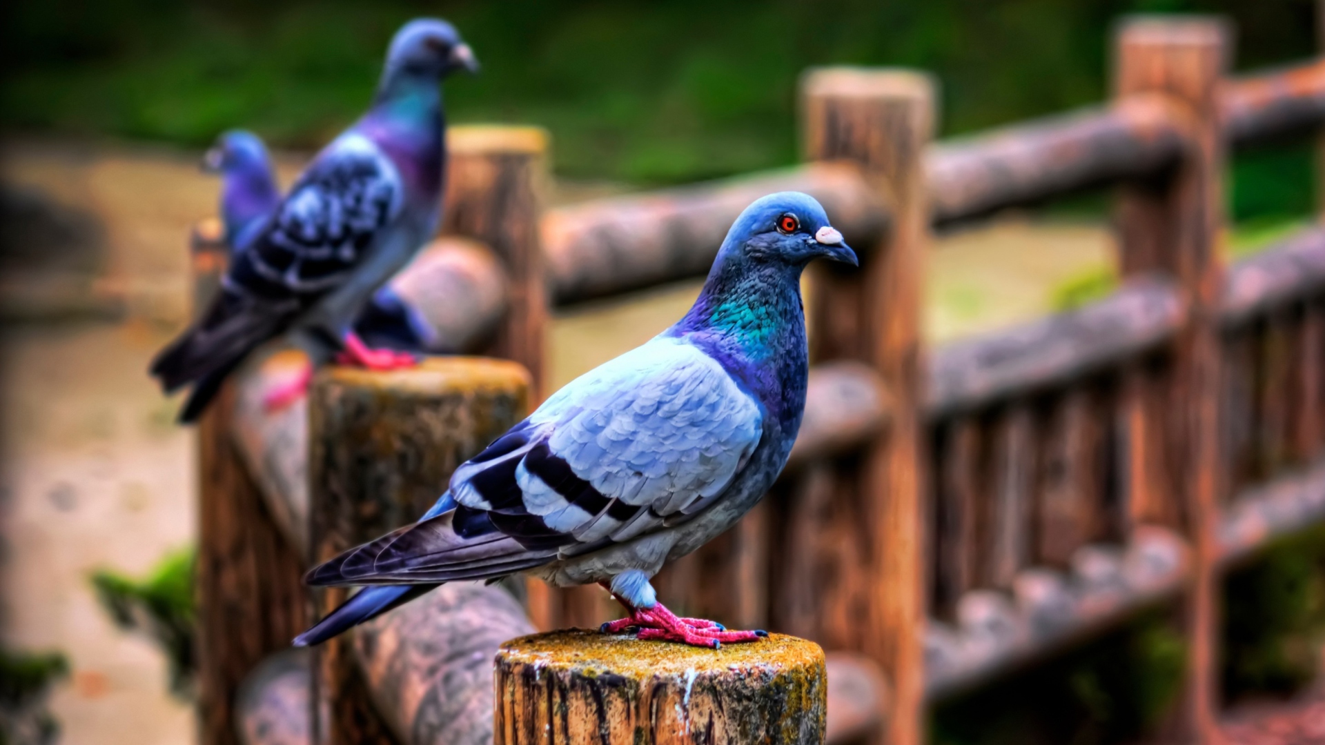 Pigeon wallpaper 1920x1080