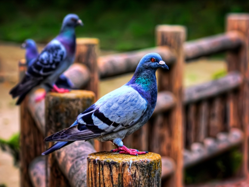 Pigeon wallpaper 800x600