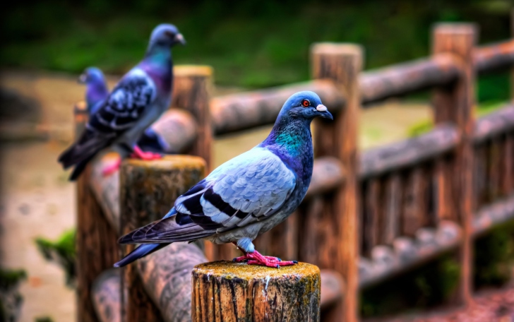 Sfondi Pigeon
