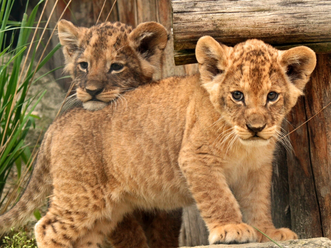 Young lion cubs wallpaper 1152x864