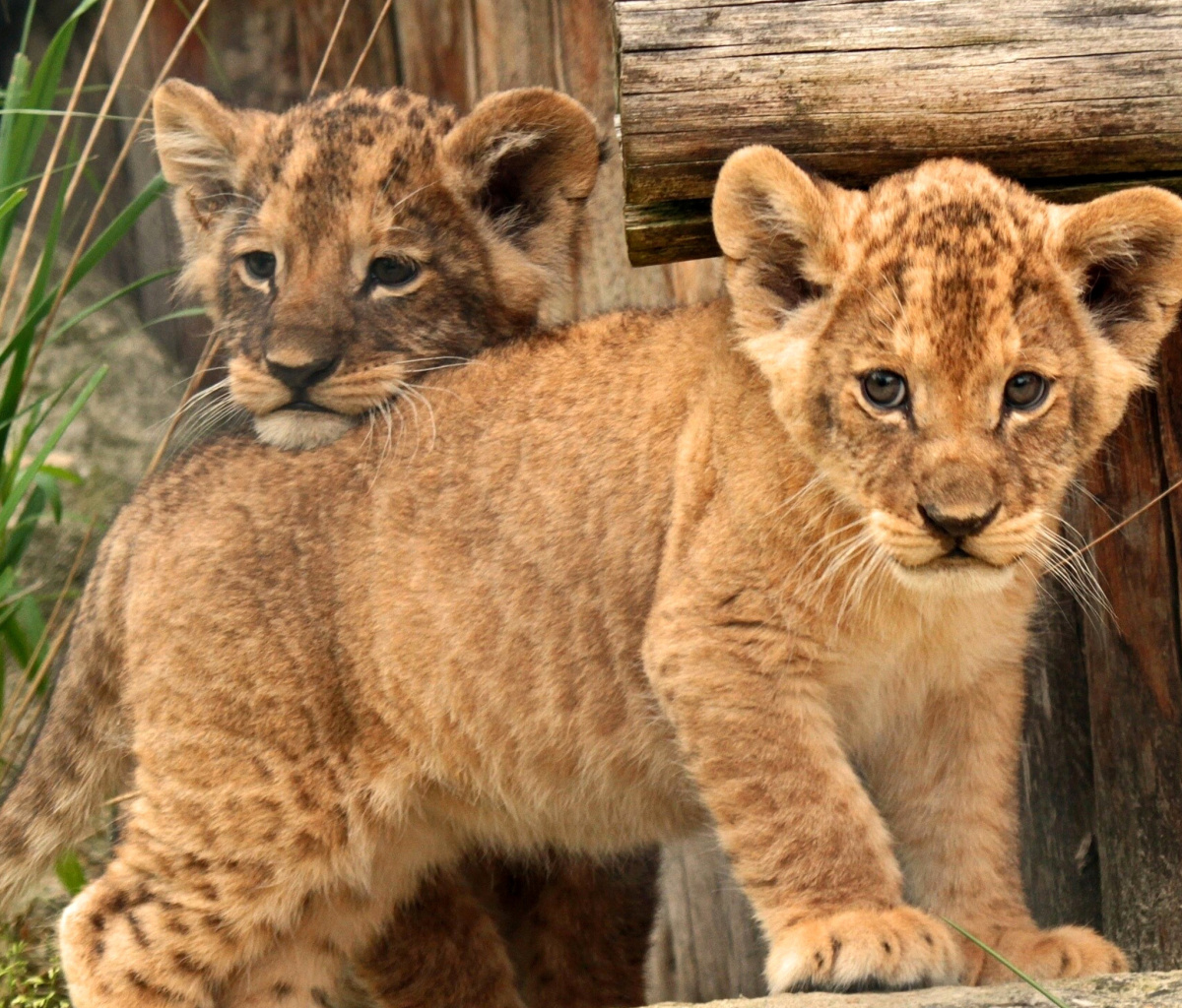Young lion cubs wallpaper 1200x1024