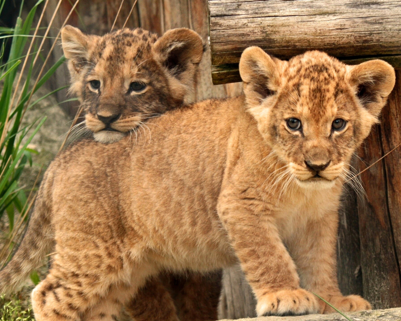 Young lion cubs wallpaper 1280x1024