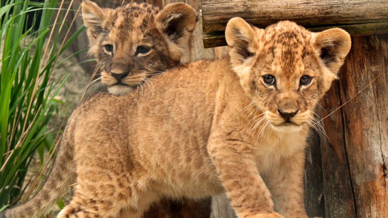 Young lion cubs wallpaper 1600x900
