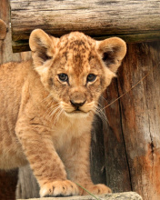 Young lion cubs wallpaper 176x220