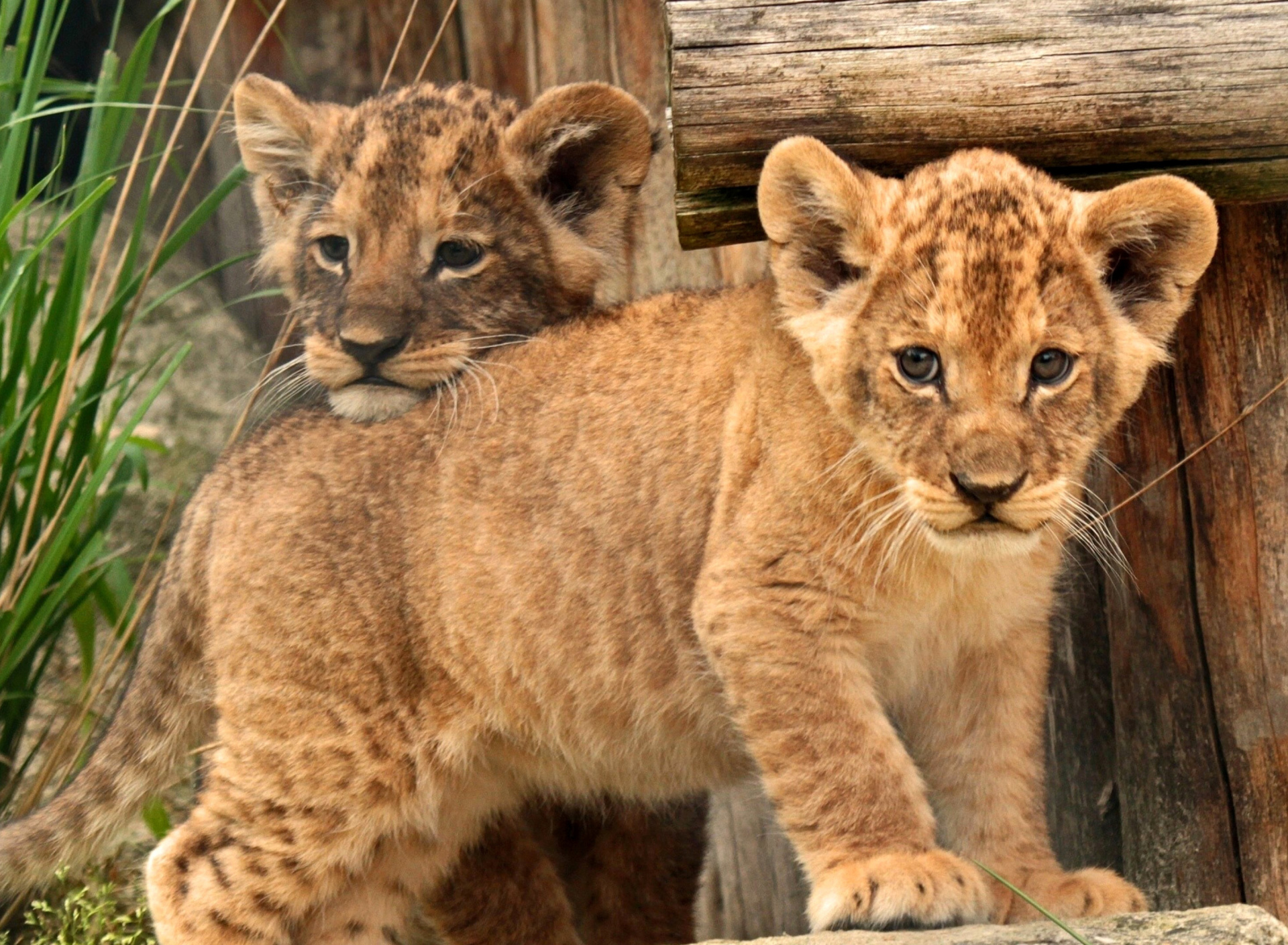 Young lion cubs wallpaper 1920x1408