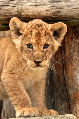 Young lion cubs wallpaper 320x480
