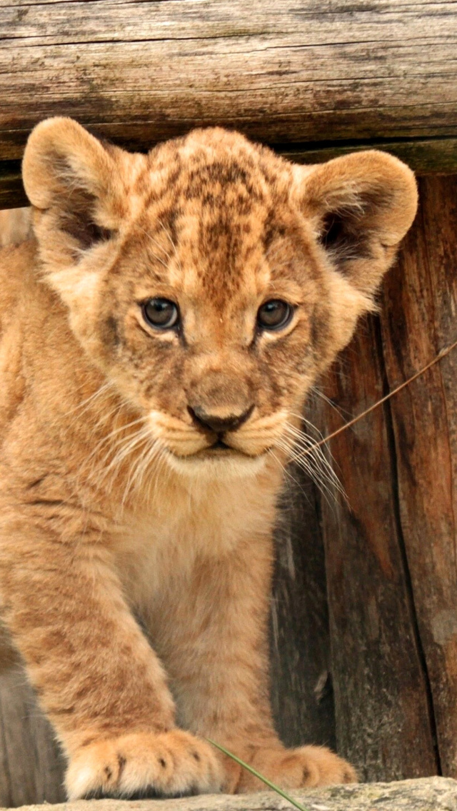 Das Young lion cubs Wallpaper 640x1136