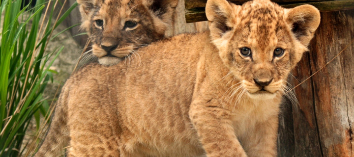 Обои Young lion cubs 720x320