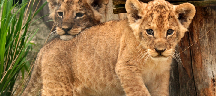 Das Young lion cubs Wallpaper 720x320