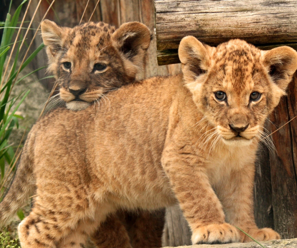 Young lion cubs wallpaper 960x800