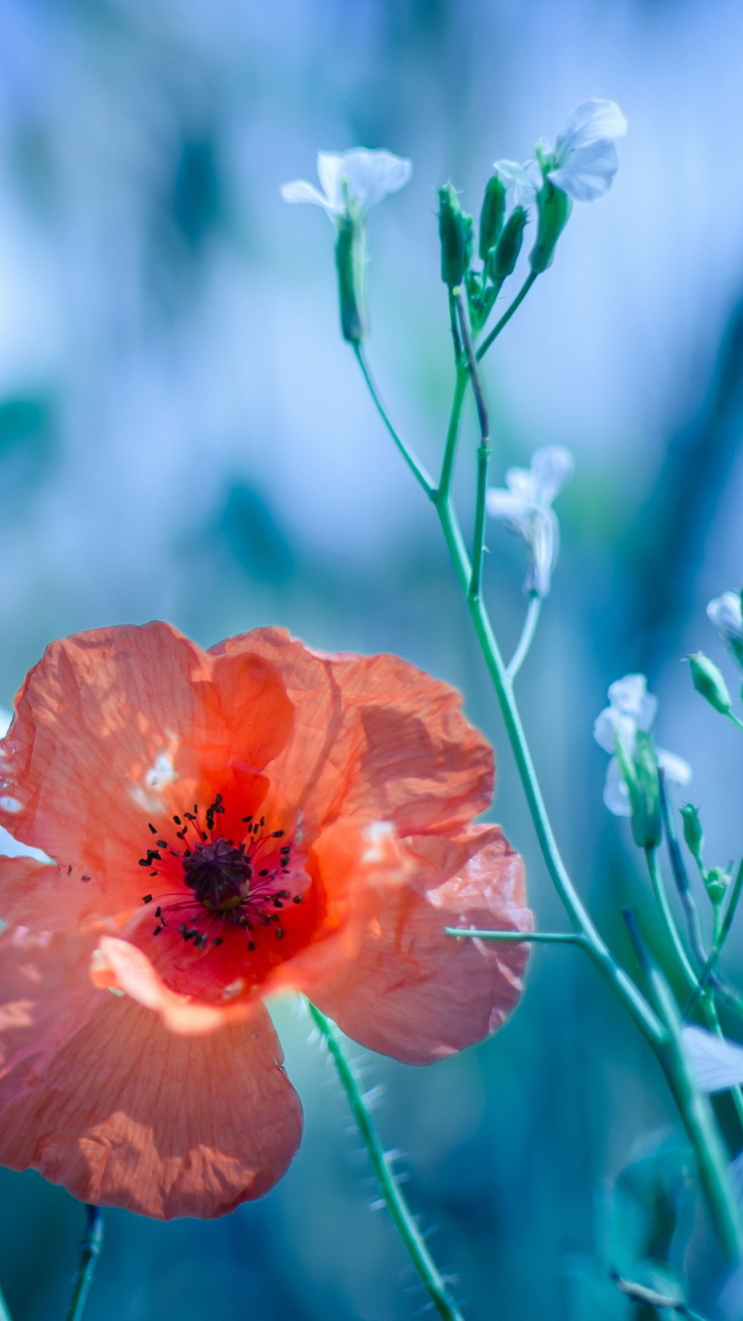 Sfondi Beautiful Poppy 1080x1920