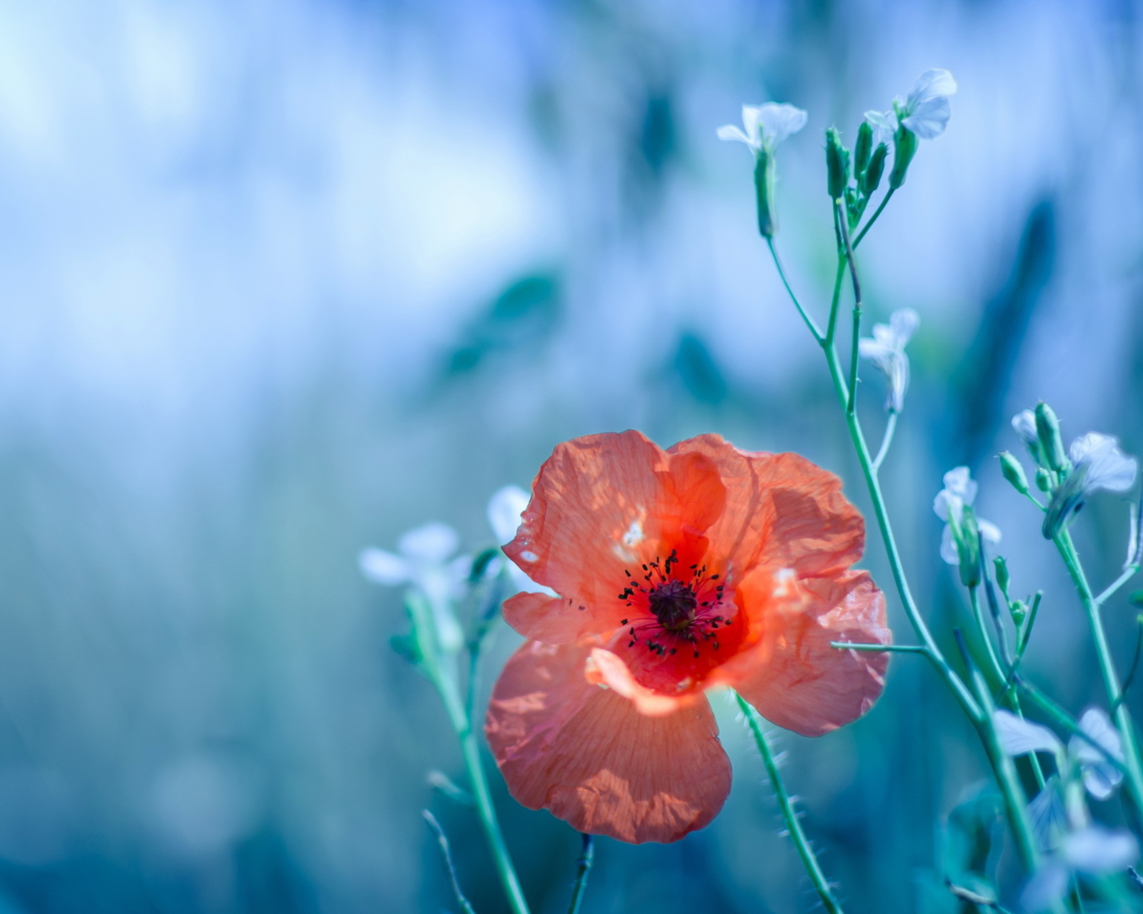 Das Beautiful Poppy Wallpaper 1600x1280