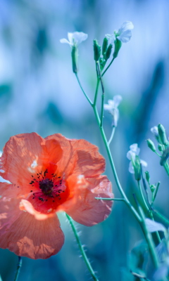 Обои Beautiful Poppy 240x400